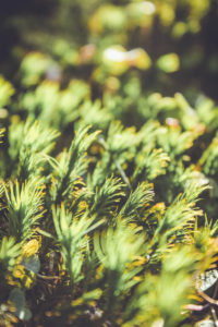 Forest soil, green Forest soil, green